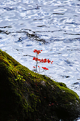 포토 JPG 주간 해외풍경 꽃 호수 자연 이끼 풍경 사람없음 야외 일본 나가노 국내포토 자연요소 식물 해외 아시아 생태계 파일형식