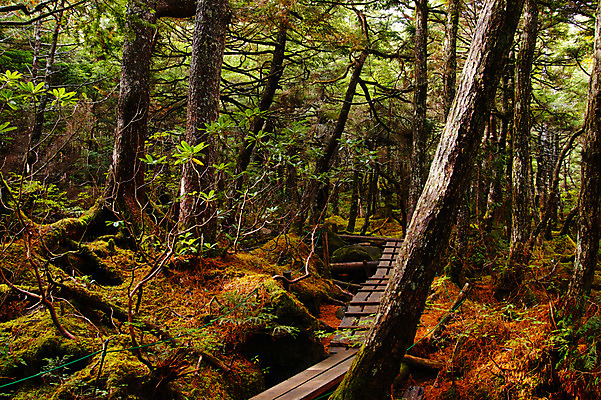 포토 JPG 주간 나무 해외풍경 자연 풍경 사람없음 야외 일본 숲 나가노 국내포토 자연요소 식물 해외 아시아 생태계 파일형식