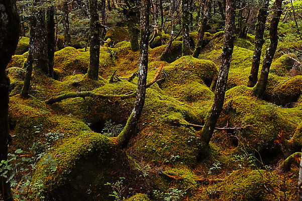 포토 JPG 주간 나무 해외풍경 자연 이끼 풍경 사람없음 야외 일본 숲 나가노 국내포토 자연요소 식물 해외 아시아 생태계 파일형식