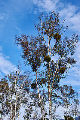 포토 JPG 주간 나무 해외풍경 자연 하늘 풍경 사람없음 야외 일본 둥지 나가노 국내포토 자연요소 식물 해외 아시아 생태계 파일형식