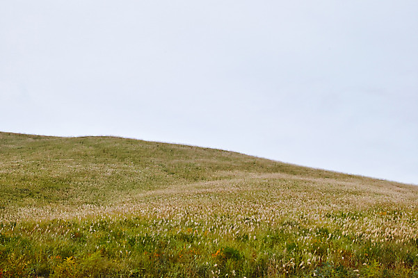 포토 JPG 주간 해외풍경 자연 하늘 풍경 초원 사람없음 야외 일본 갈대밭 나가노 국내포토 자연요소 해외 아시아 생태계 파일형식 갈대_식물