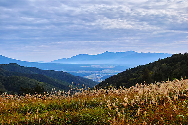 포토 JPG 주간 해외풍경 자연 하늘 풍경 초원 사람없음 야외 일본 갈대밭 나가노 국내포토 자연요소 해외 아시아 생태계 파일형식 갈대_식물