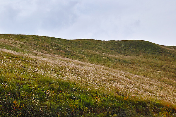 포토 JPG 주간 해외풍경 자연 하늘 풍경 초원 사람없음 야외 일본 갈대밭 나가노 국내포토 자연요소 해외 아시아 생태계 파일형식 갈대_식물