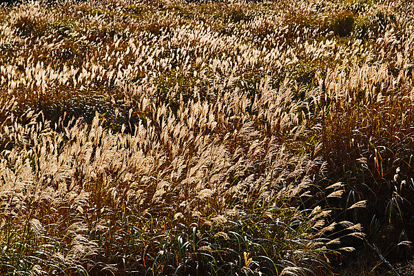 포토 JPG 주간 해외풍경 자연 하늘 풍경 초원 사람없음 야외 일본 갈대밭 나가노 국내포토 자연요소 해외 아시아 생태계 파일형식 갈대_식물