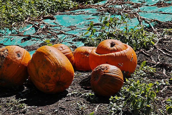 포토 JPG 주간 해외풍경 자연 호박 풍경 사람없음 야외 일본 나가노 국내포토 자연요소 해외 아시아 채소 생태계 파일형식