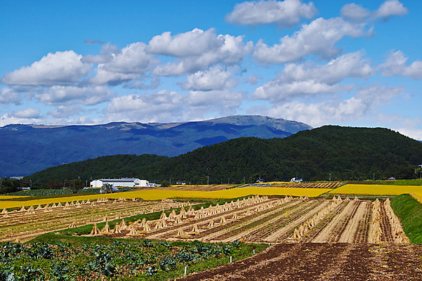포토 JPG 주간 구름 해외풍경 밭 자연 하늘 논 풍경 사람없음 야외 일본 나가노 국내포토 자연요소 해외 아시아 농업 생태계 파일형식