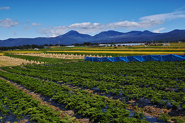 포토 JPG 주간 해외풍경 밭 자연 풍경 사람없음 야외 일본 나가노 국내포토 자연요소 해외 아시아 농업 생태계 파일형식