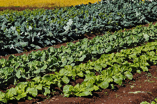 포토 JPG 주간 해외풍경 밭 자연 풍경 사람없음 야외 일본 배추 배추밭 나가노 국내포토 자연요소 해외 아시아 농업 채소 생태계 파일형식