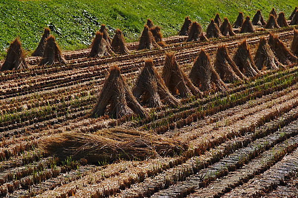 포토 JPG 주간 해외풍경 자연 논 풍경 사람없음 야외 일본 볏짚 나가노 국내포토 자연요소 해외 아시아 농업 짚 생태계 파일형식
