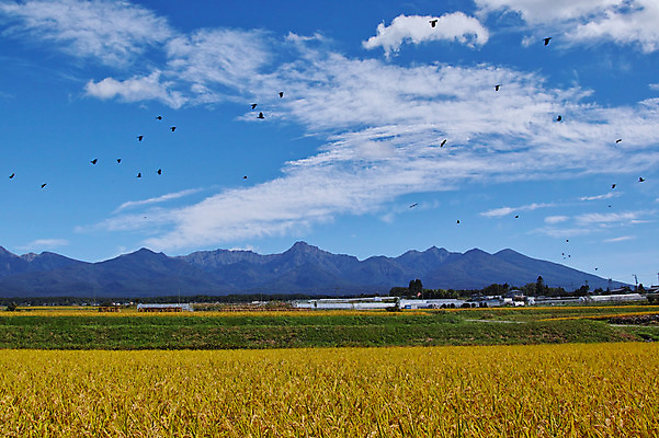 포토 JPG 주간 구름 해외풍경 여러마리 자연 조류 하늘 산 논 풍경 사람없음 야외 일본 나가노 국내포토 자연요소 동물 해외 아시아 다수 농업 생태계 파일형식