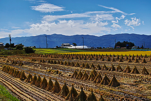 포토 JPG 주간 구름 해외풍경 자연 하늘 논 풍경 사람없음 야외 일본 볏짚 나가노 국내포토 자연요소 해외 아시아 농업 짚 생태계 파일형식