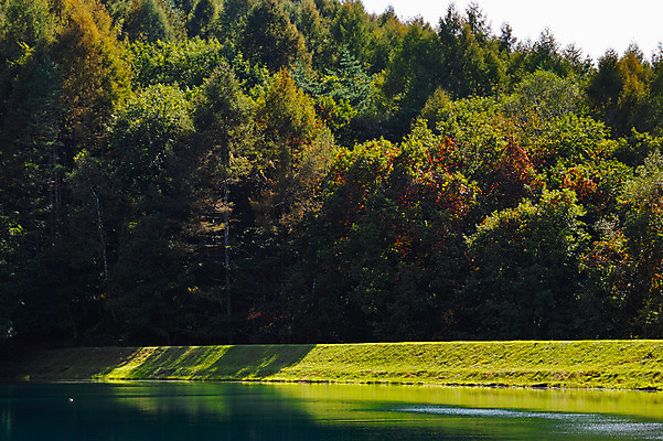 포토 JPG 주간 나무 해외풍경 호수 자연 풍경 사람없음 야외 일본 나가노 국내포토 자연요소 식물 해외 아시아 생태계 파일형식