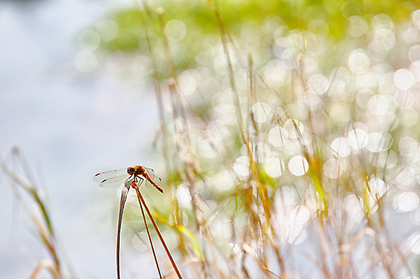 포토 JPG 주간 한마리 해외풍경 풍경 사람없음 야외 일본 나뭇가지 잠자리 나가노 국내포토 자연요소 나무 1 해외 아시아 곤충 파일형식