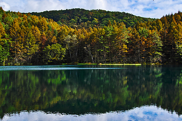 포토 JPG 주간 나무 해외풍경 호수 자연 풍경 사람없음 야외 일본 나가노 국내포토 자연요소 식물 해외 아시아 생태계 파일형식