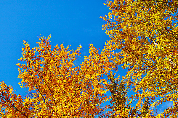 포토 JPG 주간 나무 해외풍경 단풍 자연 하늘 풍경 사람없음 야외 일본 나가노 국내포토 자연요소 식물 해외 아시아 잎 생태계 파일형식