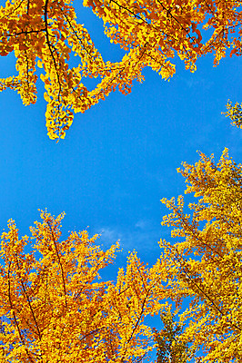 포토 JPG 주간 나무 해외풍경 단풍 자연 하늘 풍경 사람없음 야외 일본 나가노 국내포토 자연요소 식물 해외 아시아 잎 생태계 파일형식