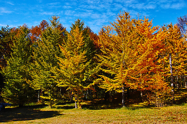 포토 JPG 주간 나무 해외풍경 단풍 자연 하늘 풍경 사람없음 야외 일본 숲 나가노 국내포토 자연요소 식물 해외 아시아 잎 생태계 파일형식