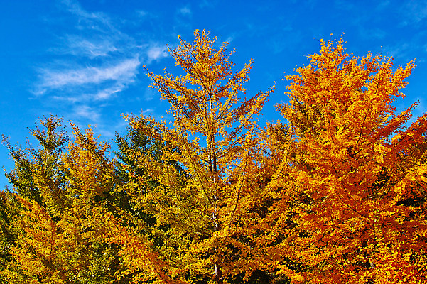 포토 JPG 주간 나무 해외풍경 단풍 자연 하늘 풍경 사람없음 야외 일본 나가노 국내포토 자연요소 식물 해외 아시아 잎 생태계 파일형식