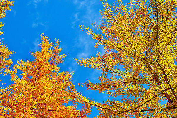 포토 JPG 주간 나무 해외풍경 단풍 자연 하늘 풍경 사람없음 야외 일본 나가노 국내포토 자연요소 식물 해외 아시아 잎 생태계 파일형식