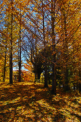 포토 JPG 주간 나무 해외풍경 단풍 자연 풍경 사람없음 야외 일본 나가노 국내포토 자연요소 식물 해외 아시아 잎 생태계 파일형식