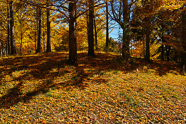 포토 JPG 주간 나무 해외풍경 단풍 자연 풍경 사람없음 야외 일본 나가노 국내포토 자연요소 식물 해외 아시아 잎 생태계 파일형식