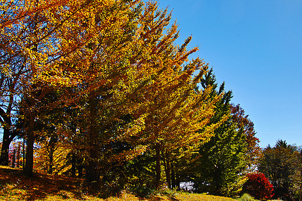 포토 JPG 주간 나무 해외풍경 단풍 자연 하늘 풍경 사람없음 야외 일본 나가노 국내포토 자연요소 식물 해외 아시아 잎 생태계 파일형식