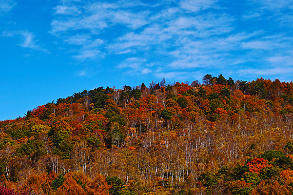 포토 JPG 주간 나무 구름 해외풍경 자연 하늘 산 풍경 사람없음 야외 일본 숲 나가노 국내포토 자연요소 식물 해외 아시아 생태계 파일형식
