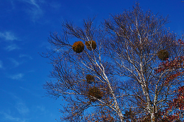 포토 JPG 주간 나무 해외풍경 자연 하늘 풍경 사람없음 야외 일본 둥지 나가노 국내포토 자연요소 식물 해외 아시아 생태계 파일형식