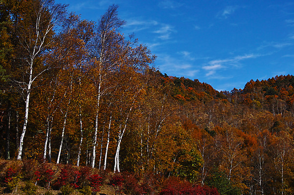 포토 JPG 주간 나무 해외풍경 자연 하늘 풍경 사람없음 야외 일본 숲 나가노 국내포토 자연요소 식물 해외 아시아 생태계 파일형식
