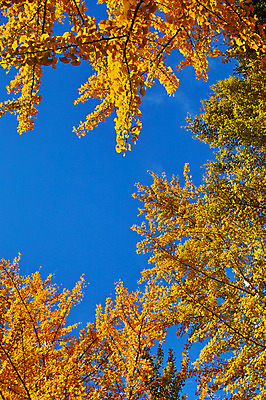 포토 JPG 주간 나무 해외풍경 자연 풍경 사람없음 야외 일본 은행잎 나가노 국내포토 자연요소 식물 해외 아시아 잎 생태계 파일형식