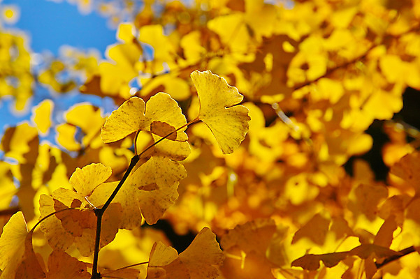 포토 JPG 주간 나무 해외풍경 자연 풍경 사람없음 야외 일본 은행잎 나가노 국내포토 자연요소 식물 해외 아시아 잎 생태계 파일형식