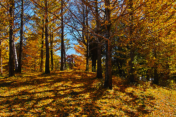 포토 JPG 주간 나무 해외풍경 자연 풍경 사람없음 야외 일본 은행잎 나가노 국내포토 자연요소 식물 해외 아시아 잎 생태계 파일형식