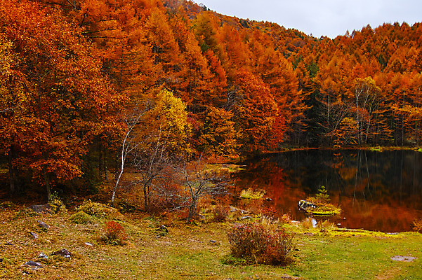 포토 JPG 주간 나무 해외풍경 호수 단풍 자연 풍경 사람없음 야외 일본 나가노 국내포토 자연요소 식물 해외 아시아 잎 생태계 파일형식