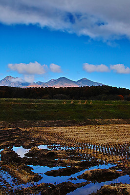 포토 JPG 주간 나무 구름 해외풍경 자연 하늘 산 논 풍경 사람없음 야외 일본 나가노 국내포토 자연요소 식물 해외 아시아 농업 생태계 파일형식