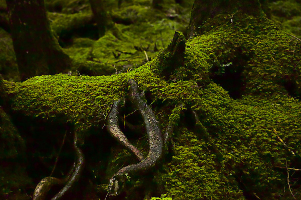 포토 JPG 주간 나무 해외풍경 자연 이끼 풍경 사람없음 야외 일본 숲 나가노 국내포토 자연요소 식물 해외 아시아 생태계 파일형식
