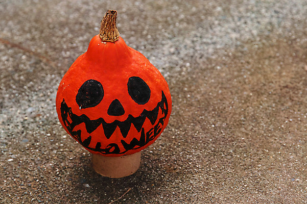 포토 JPG 주간 해외풍경 자연 호박 풍경 사람없음 야외 일본 할로윈 잭오랜턴 야마나시 국내포토 자연요소 해외 아시아 채소 생태계 파일형식