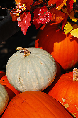 포토 JPG 주간 해외풍경 자연 호박 풍경 사람없음 야외 일본 야마나시 국내포토 자연요소 해외 아시아 채소 생태계 파일형식