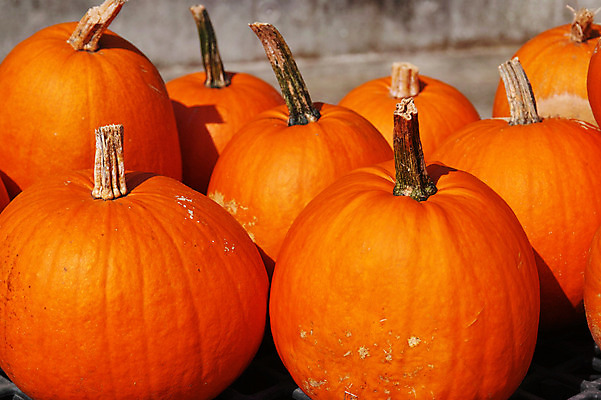 포토 JPG 주간 해외풍경 자연 호박 풍경 사람없음 야외 일본 야마나시 국내포토 자연요소 해외 아시아 채소 생태계 파일형식