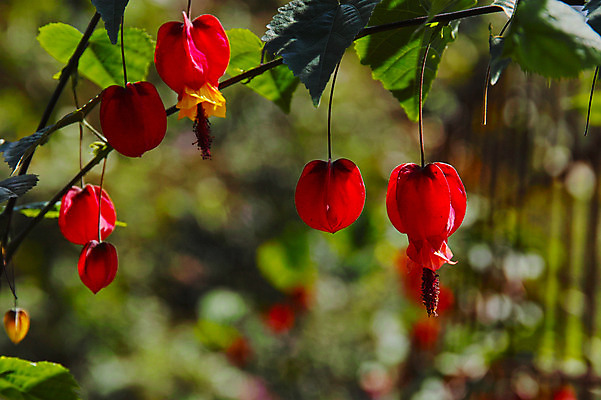 포토 JPG 주간 해외풍경 자연 풍경 사람없음 야외 일본 하트꽃 야마나시 국내포토 자연요소 해외 꽃 아시아 생태계 파일형식