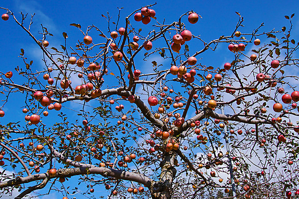 포토 JPG 주간 해외풍경 자연 풍경 사람없음 야외 일본 사과 사과나무 야마나시 국내포토 자연요소 나무 해외 아시아 과일 생태계 파일형식