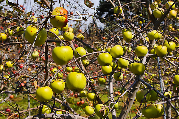 포토 JPG 주간 해외풍경 자연 풍경 사람없음 야외 일본 사과 사과나무 야마나시 국내포토 자연요소 나무 해외 아시아 과일 생태계 파일형식