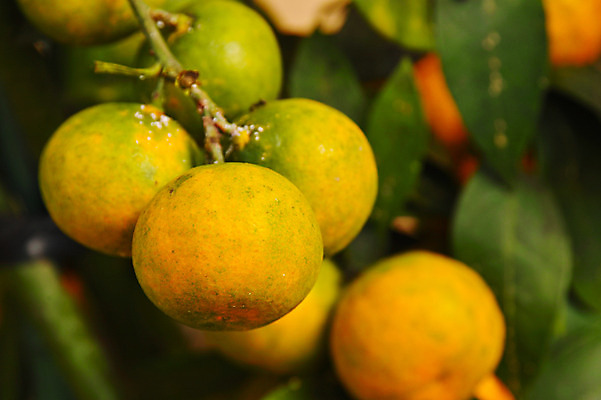 포토 JPG 주간 해외풍경 자연 귤 풍경 사람없음 야외 일본 귤나무 야마나시 제철과일 국내포토 자연요소 나무 해외 아시아 과일 생태계 제철 파일형식