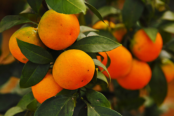 포토 JPG 주간 해외풍경 자연 귤 풍경 사람없음 야외 일본 귤나무 야마나시 제철과일 국내포토 자연요소 나무 해외 아시아 과일 생태계 제철 파일형식