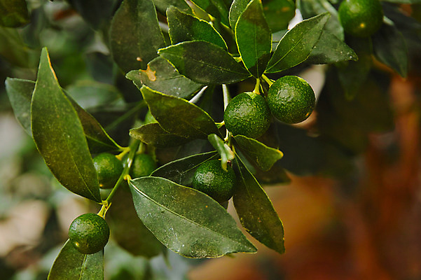 포토 JPG 주간 해외풍경 열매 과일 자연 풍경 사람없음 야외 일본 과일나무 야마나시 국내포토 자연요소 나무 식물 해외 아시아 생태계 파일형식