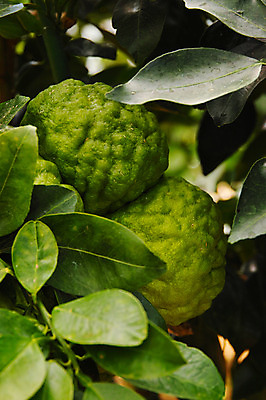 포토 JPG 주간 해외풍경 열매 과일 자연 풍경 사람없음 야외 일본 과일나무 야마나시 국내포토 자연요소 나무 식물 해외 아시아 생태계 파일형식