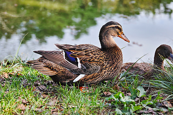 포토 JPG 주간 해외풍경 두마리 자연 오리 풍경 사람없음 야외 일본 연못 야마나시 국내포토 자연요소 해외 아시아 2 조류 생태계 파일형식