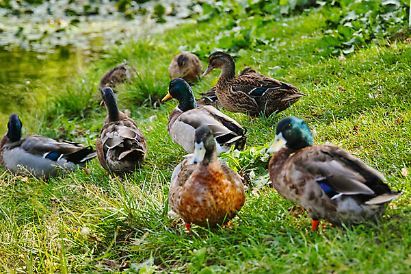 포토 JPG 주간 해외풍경 여러마리 자연 오리 풍경 사람없음 야외 일본 연못 야마나시 국내포토 자연요소 해외 아시아 다수 조류 생태계 파일형식