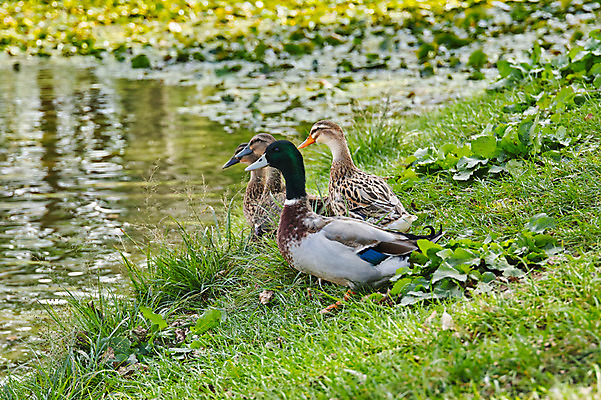 포토 JPG 주간 해외풍경 여러마리 자연 오리 풍경 사람없음 야외 일본 연못 야마나시 국내포토 자연요소 해외 아시아 다수 조류 생태계 파일형식