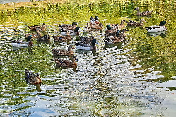 포토 JPG 주간 해외풍경 여러마리 자연 오리 풍경 사람없음 야외 일본 연못 야마나시 국내포토 자연요소 해외 아시아 다수 조류 생태계 파일형식