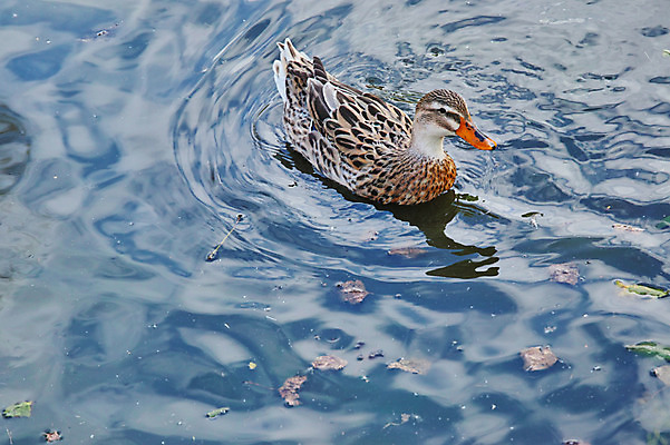 포토 JPG 주간 한마리 해외풍경 자연 오리 풍경 사람없음 야외 일본 연못 야마나시 국내포토 자연요소 1 해외 아시아 조류 생태계 파일형식